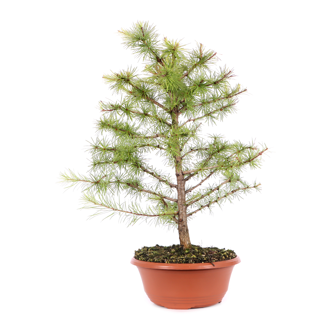 Larix kaempferi