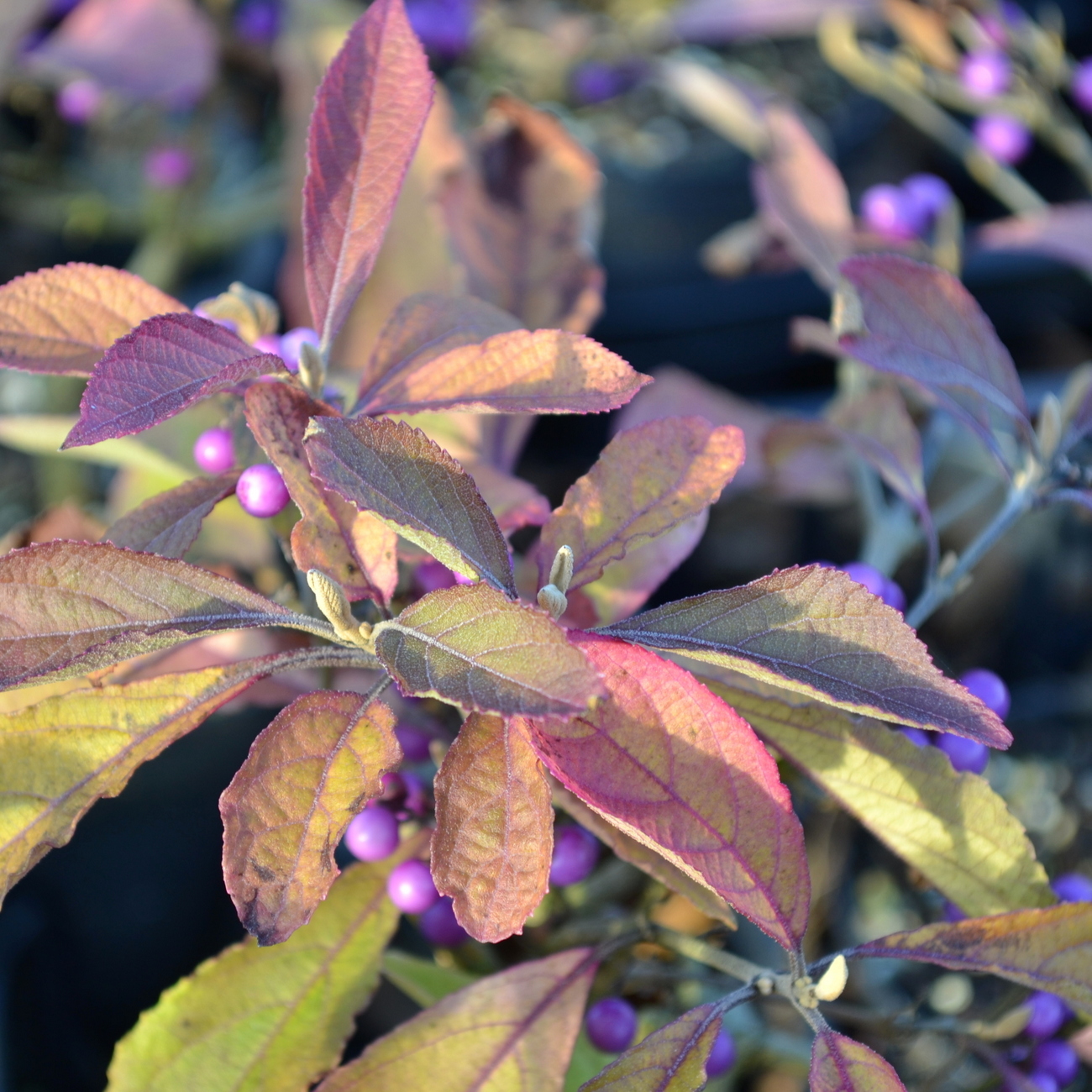 Herbstlaub