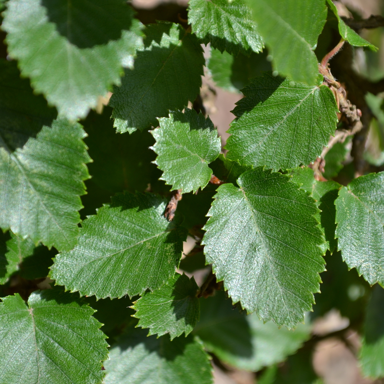 Sommerlaub