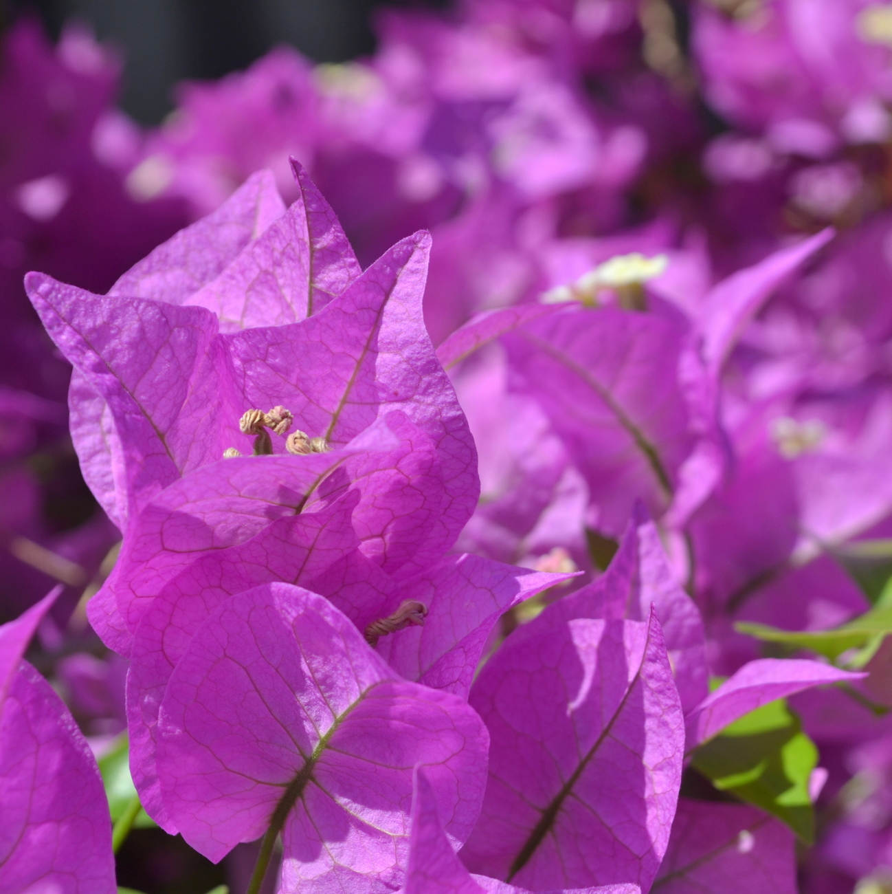 Blüte