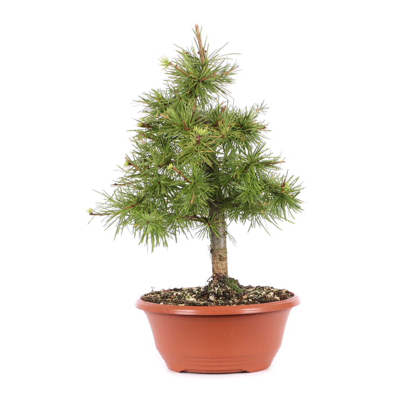Larix decidua