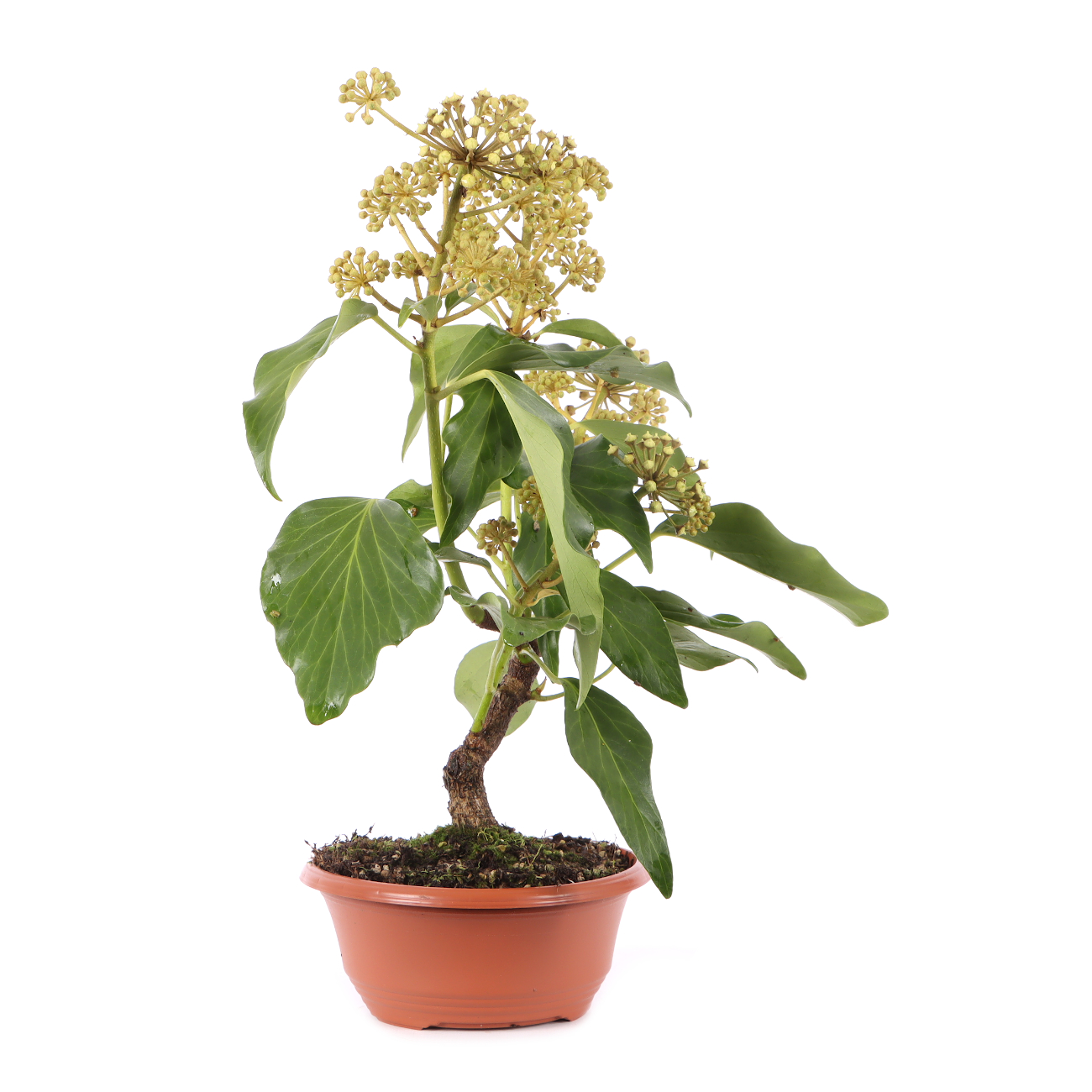 Hedera colchica 'Fall Favourite'