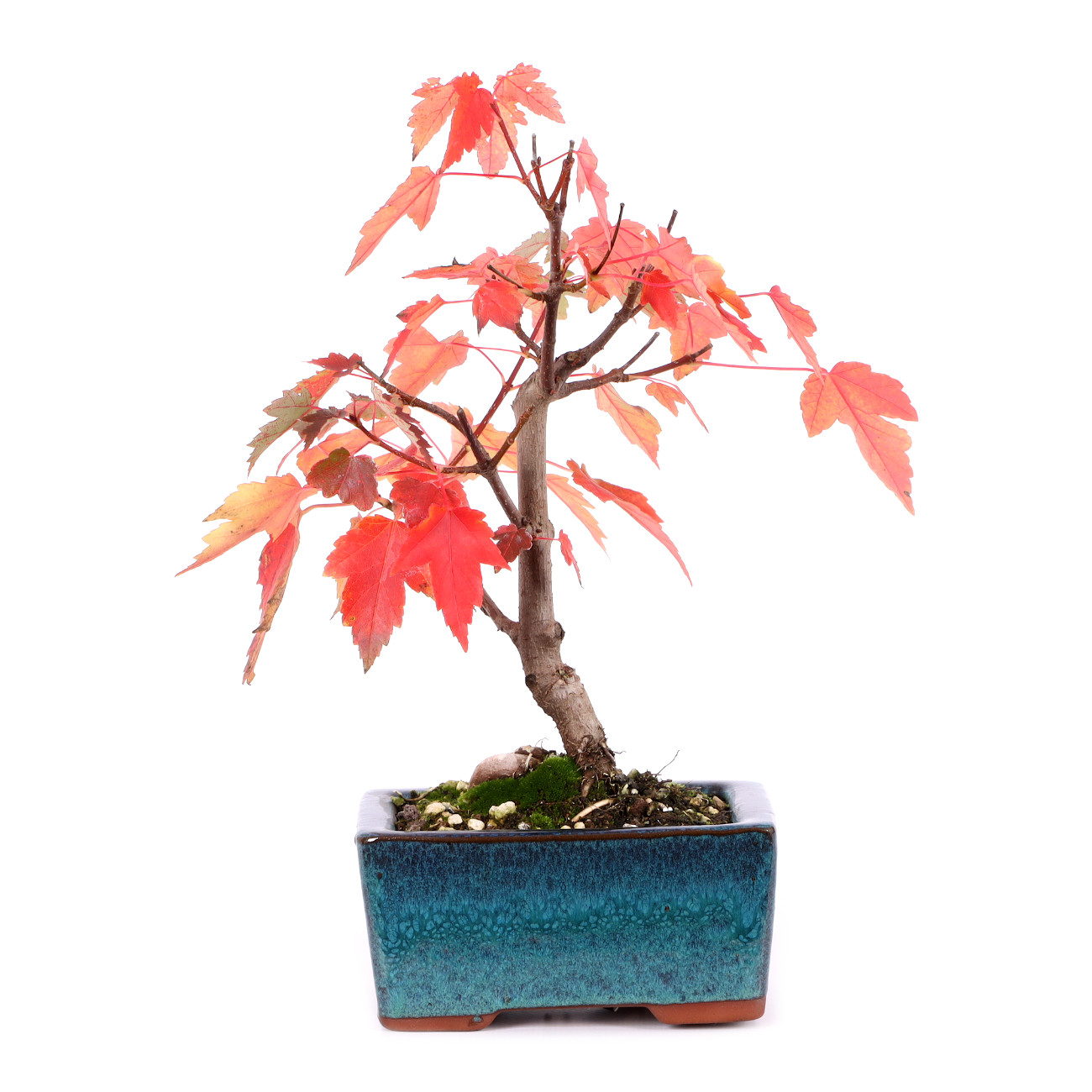 Acer rubrum 'October Glory'