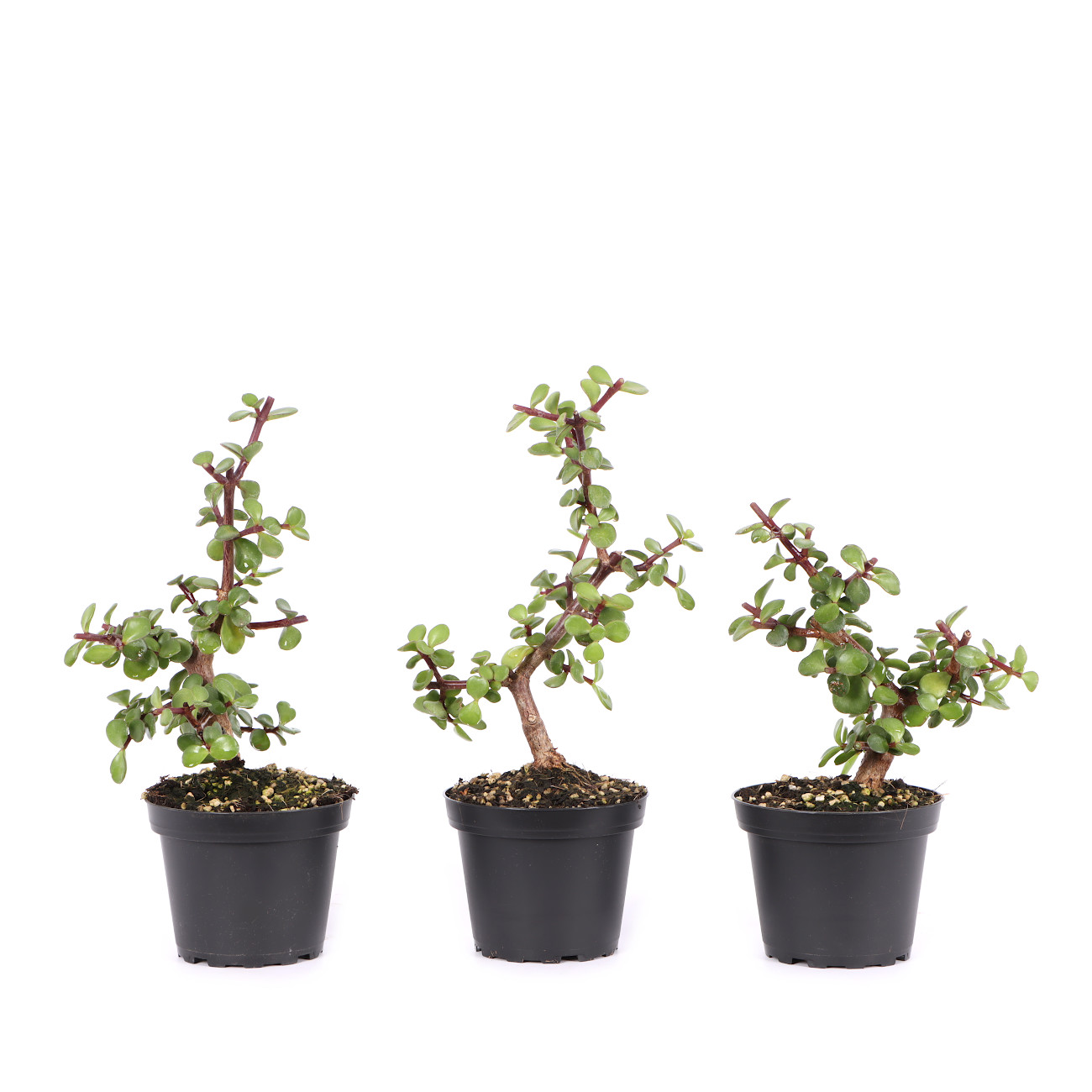 Portulacaria afra