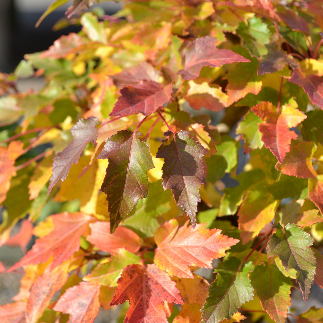Herbstlaub