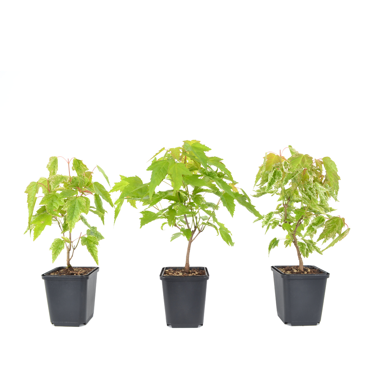 Acer ginnala