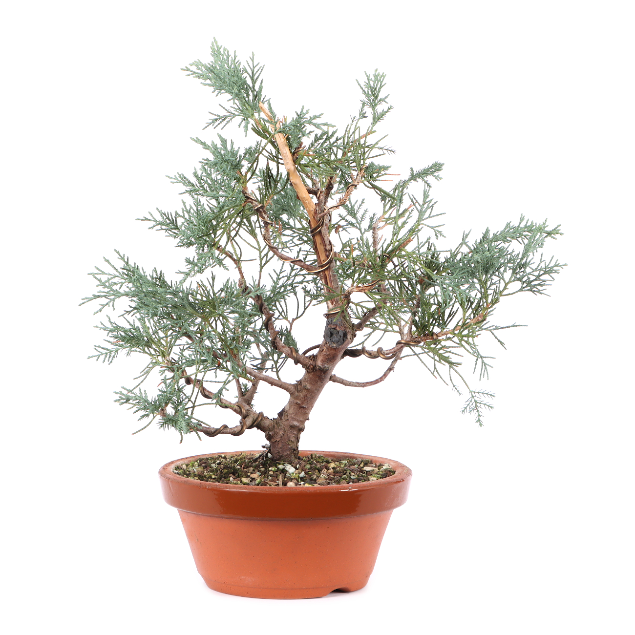 Juniperus x media 'Hetzii'