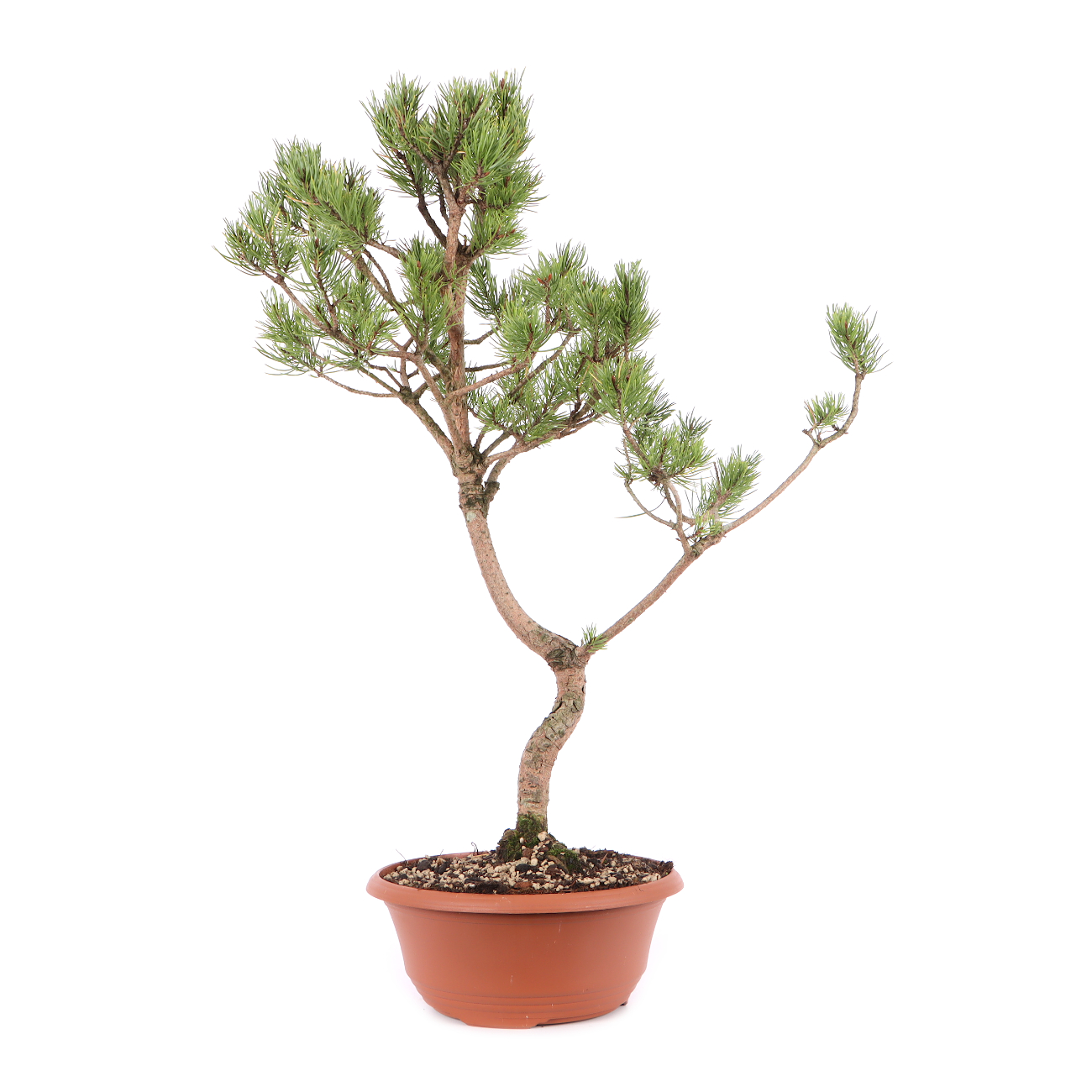 Pinus sylvestris