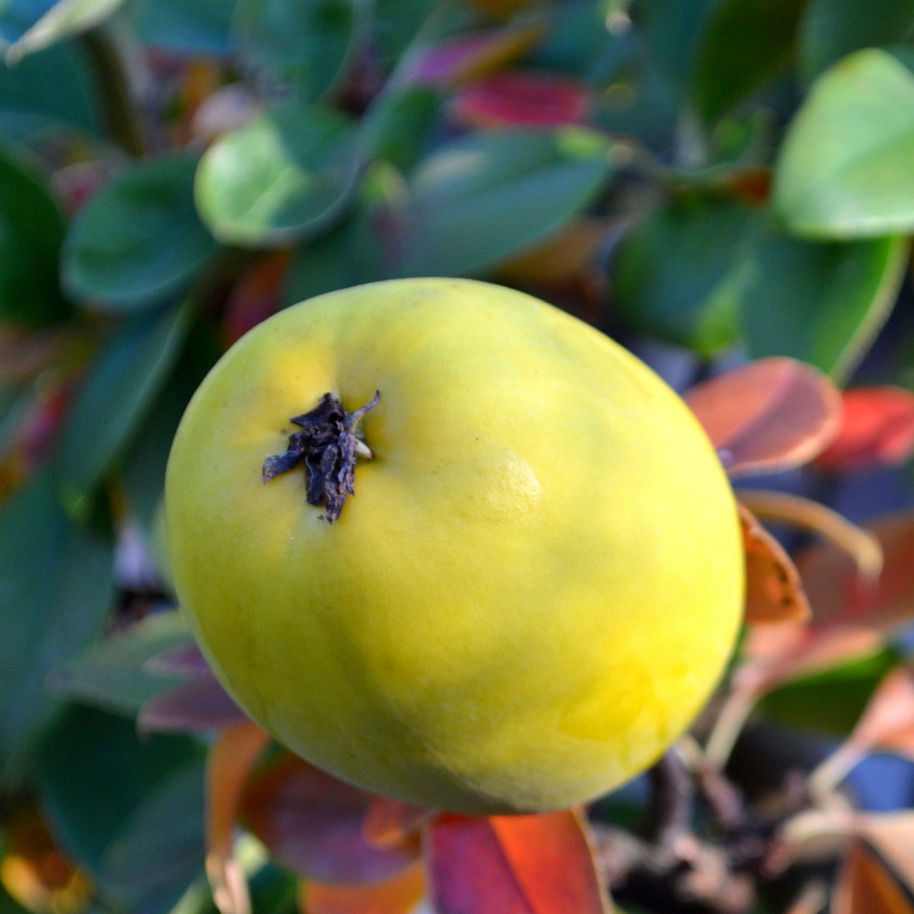 Frucht