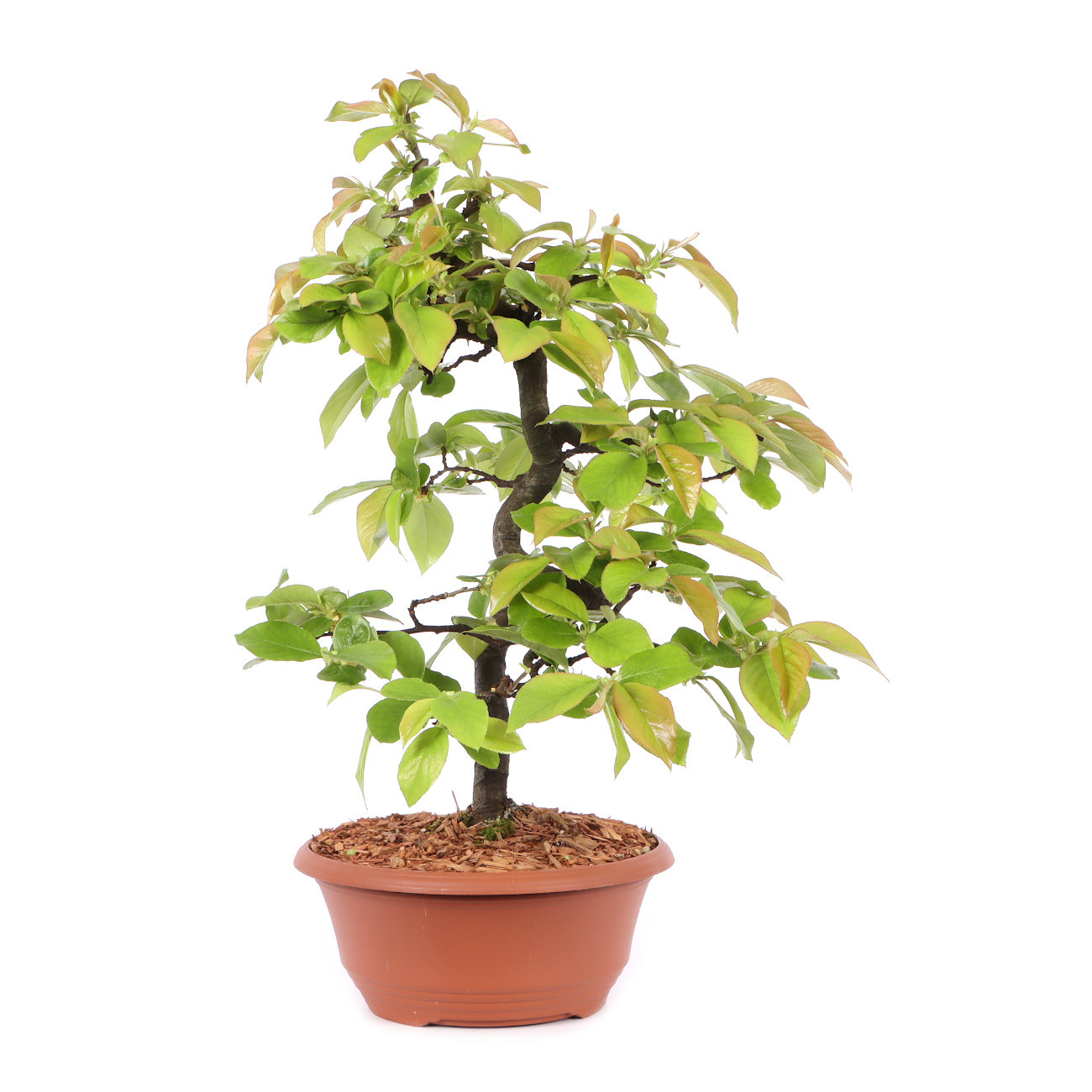 Pseudocydonia sinensis