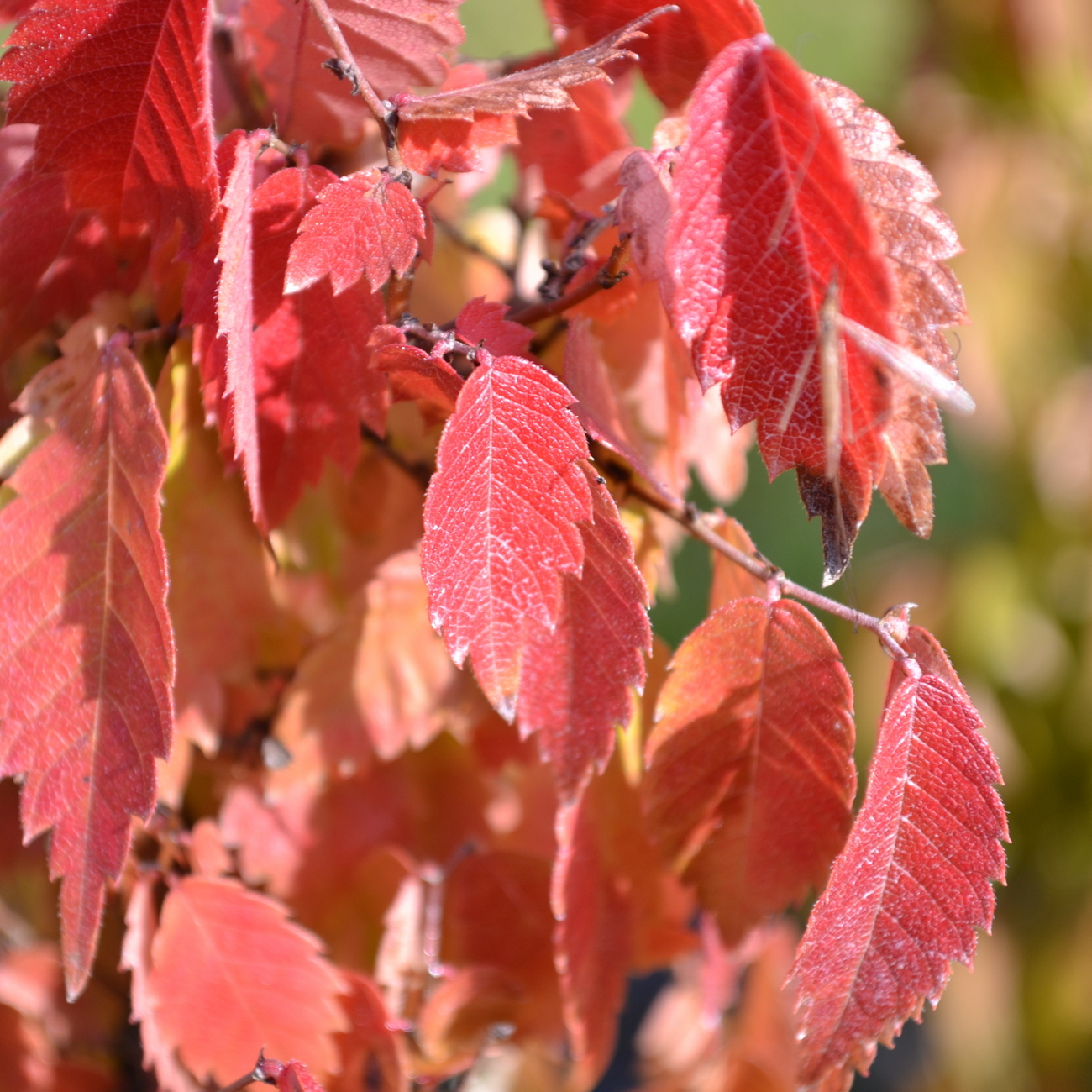Herbstlaub