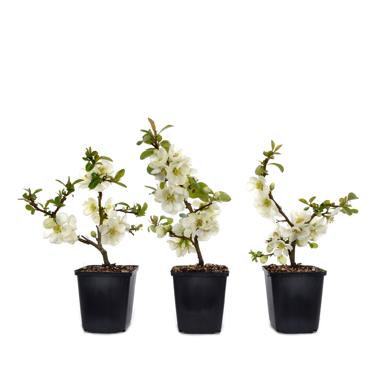 Chaenomeles x superba 'Jet Trail'