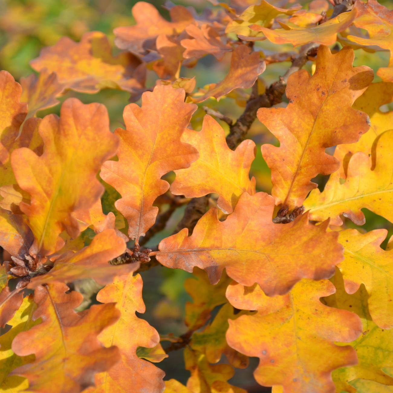 Herbstlaub