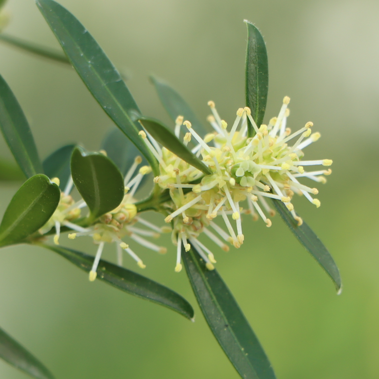 Blüte