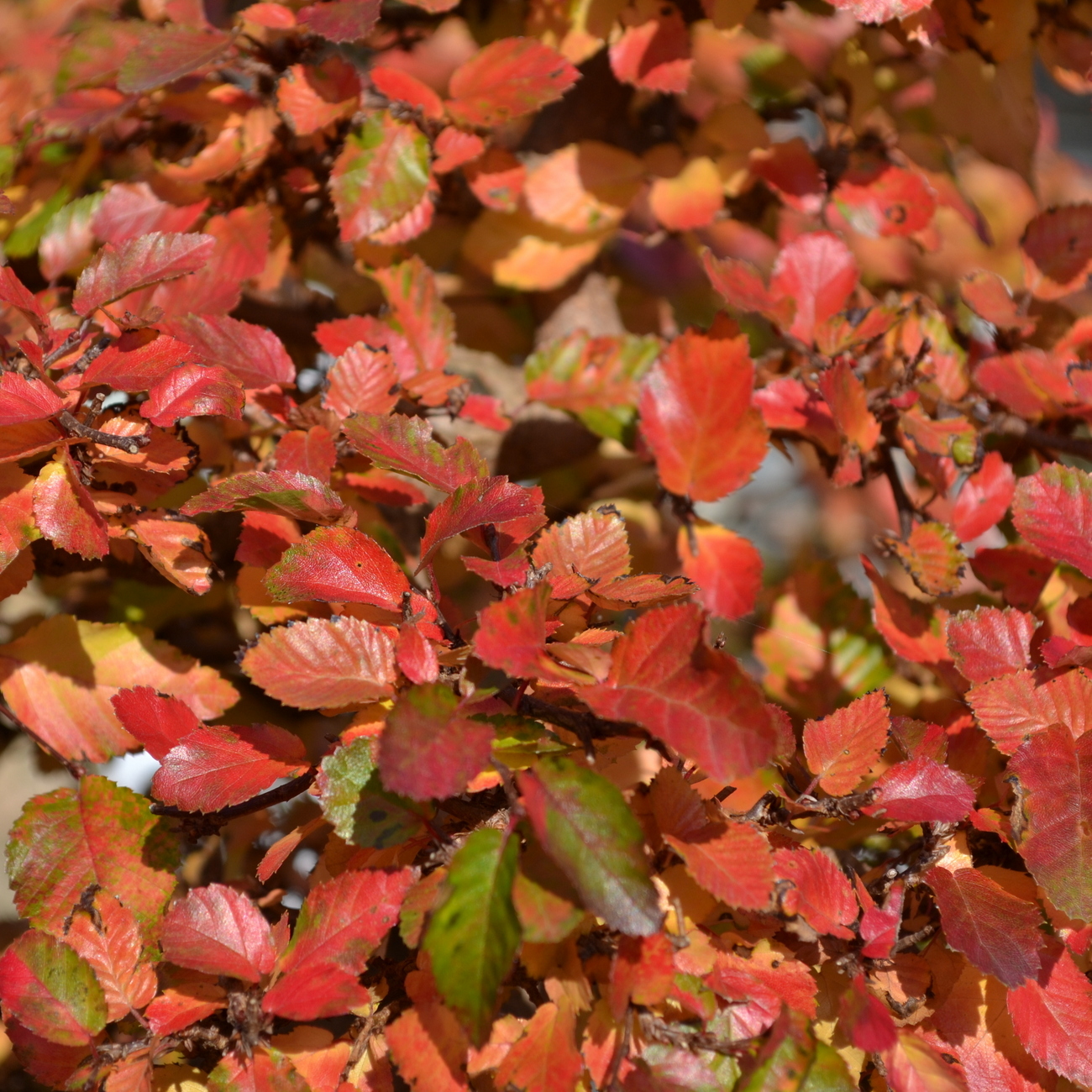 Herbstlaub