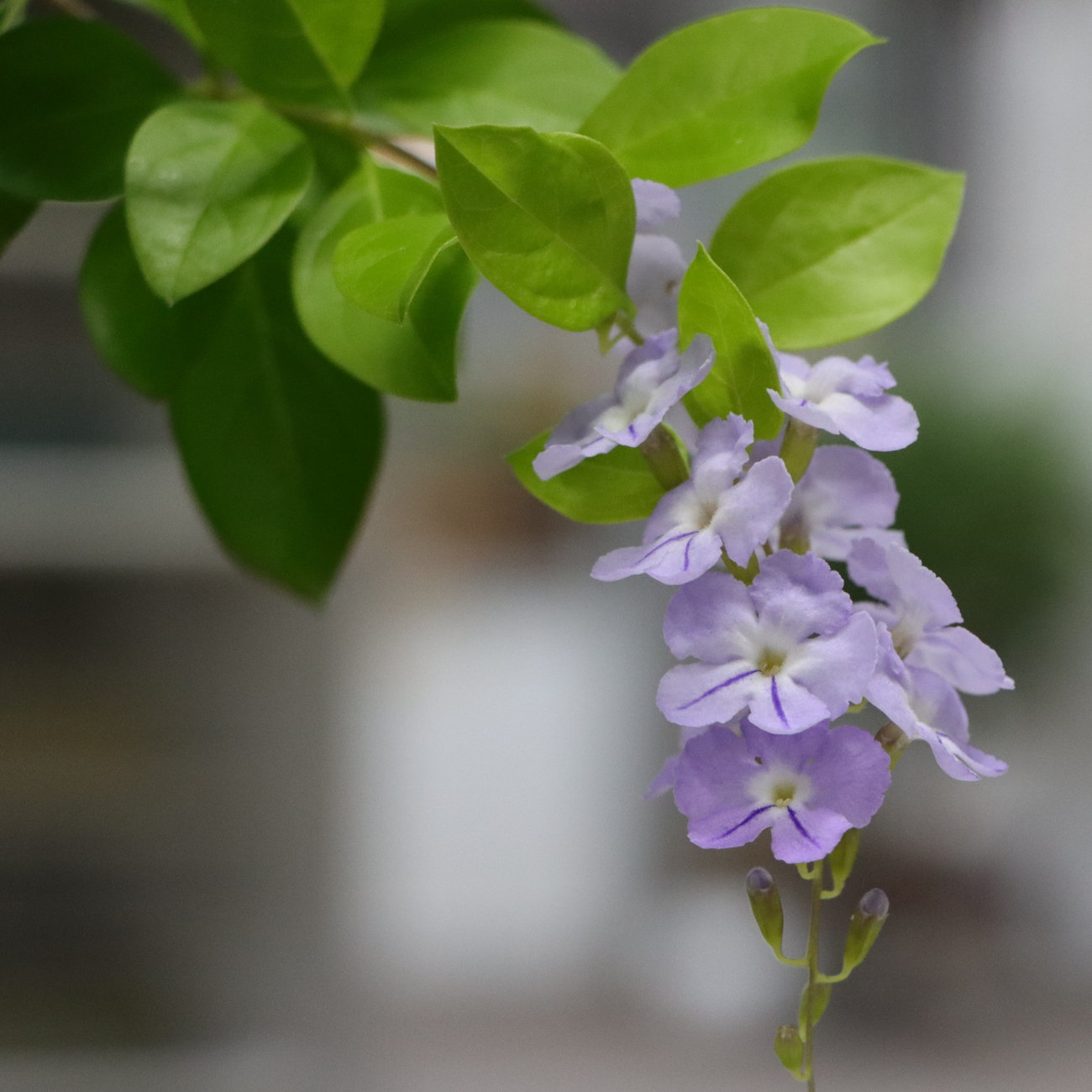 Blüte