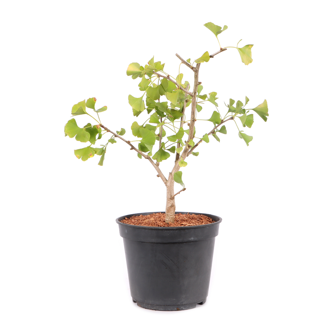 Ginkgo biloba 'Globus'