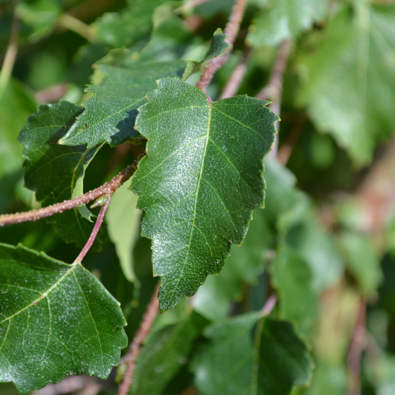 Sommerlaub