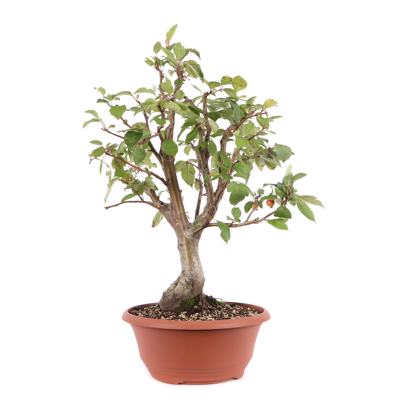 Malus spec.