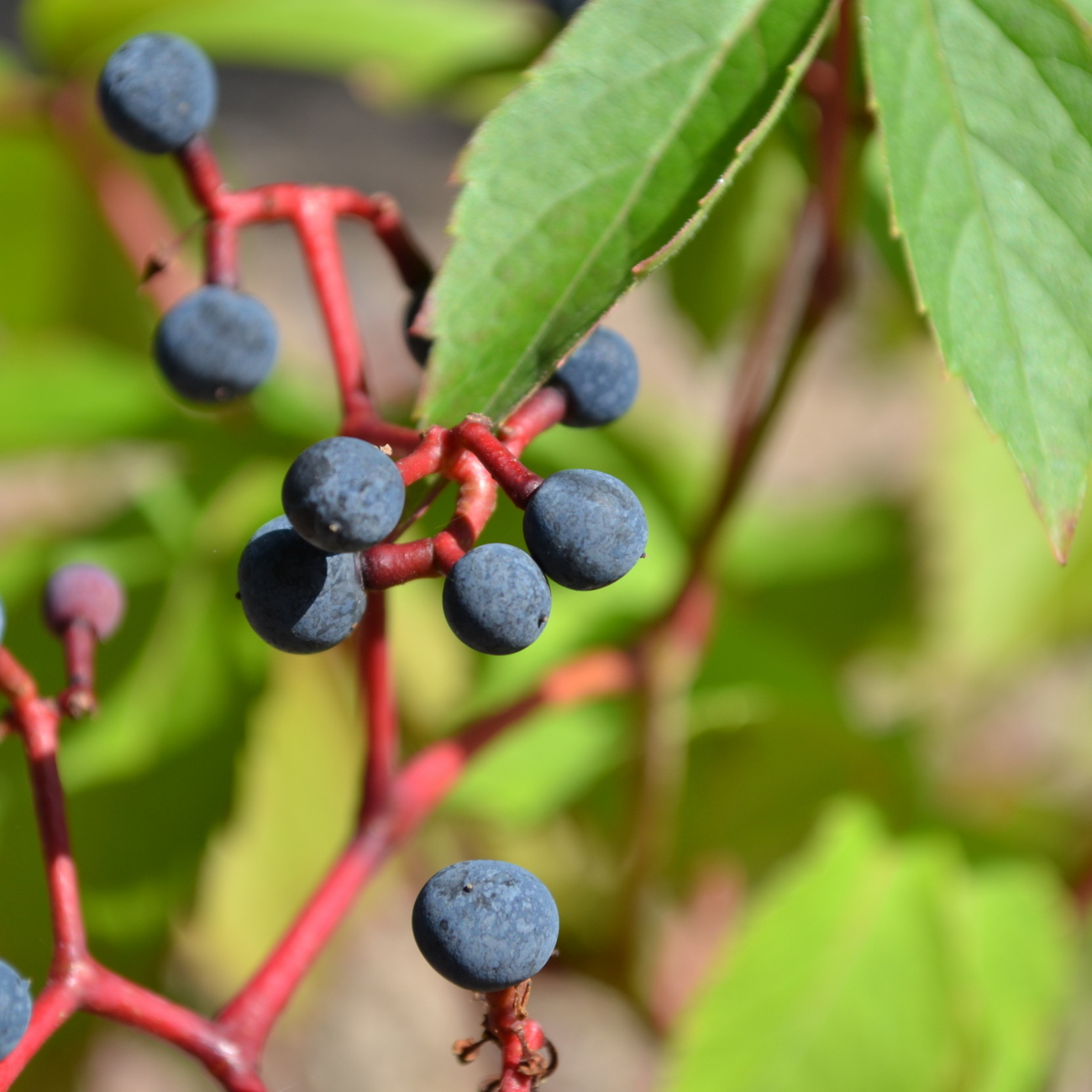 Frucht
