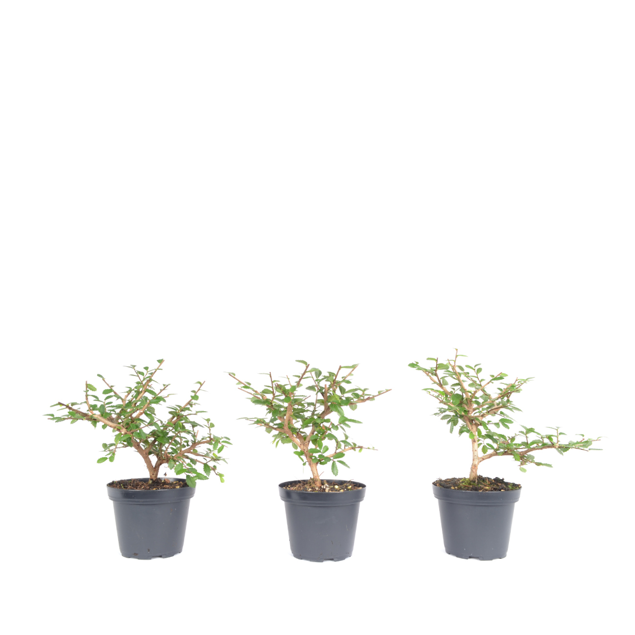 Ulmus parvifolia