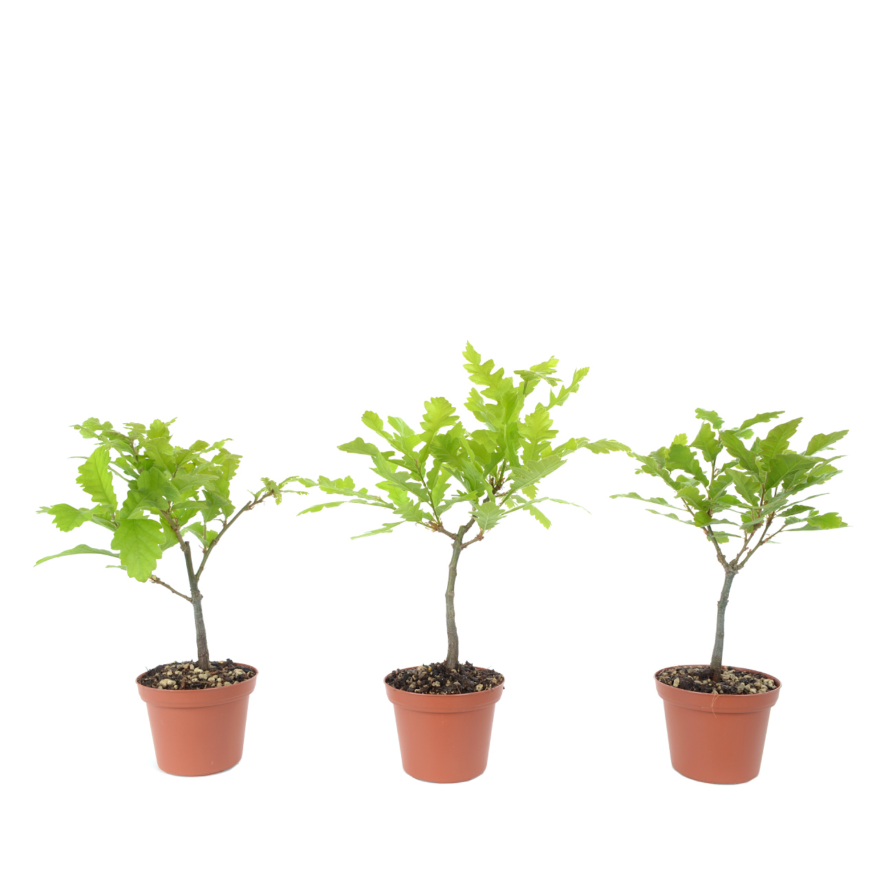 Quercus cerris
