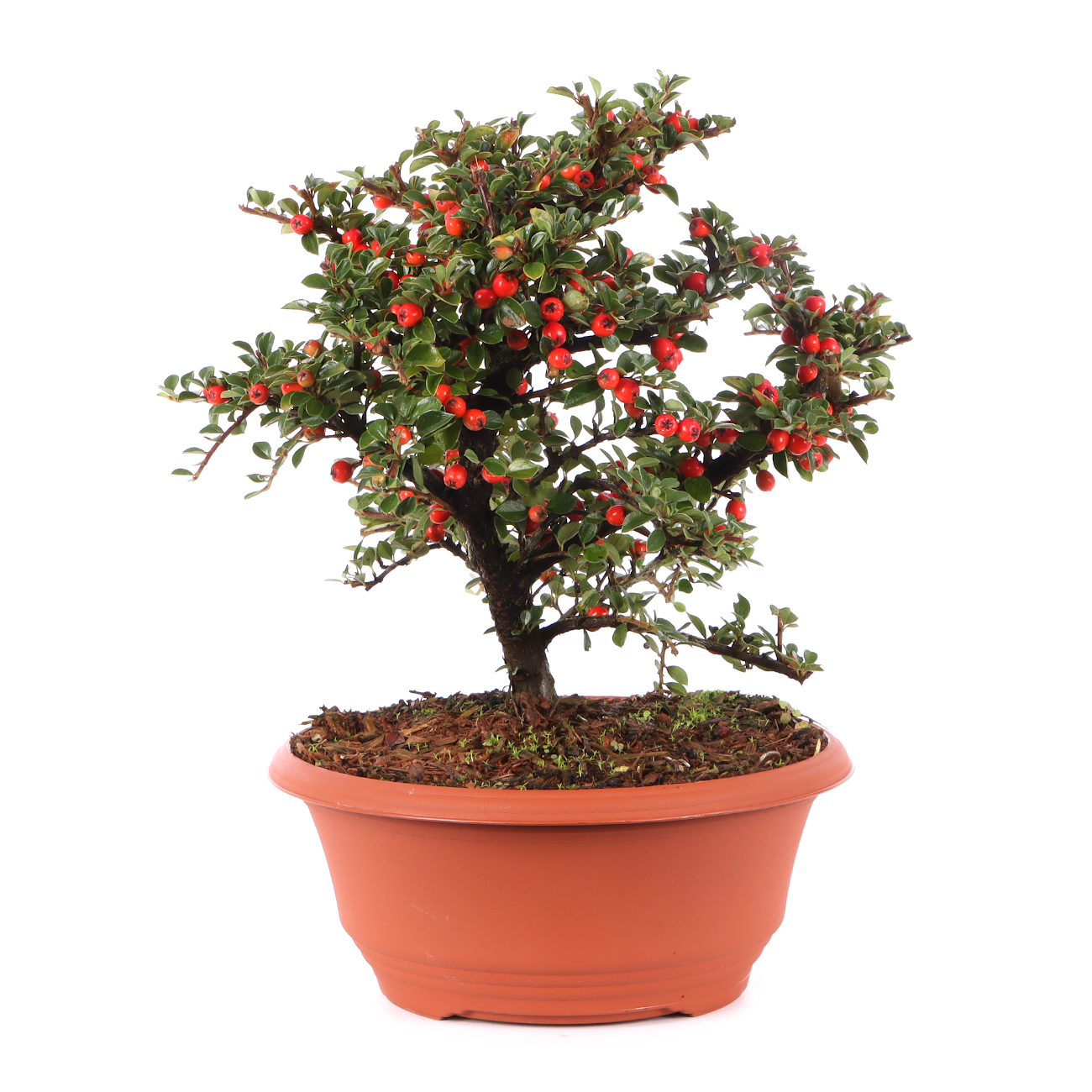Cotoneaster praecox