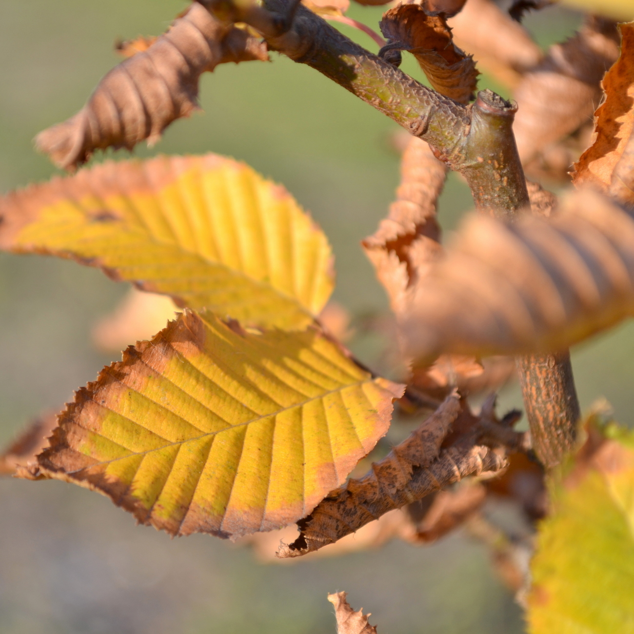 Herbstlaub
