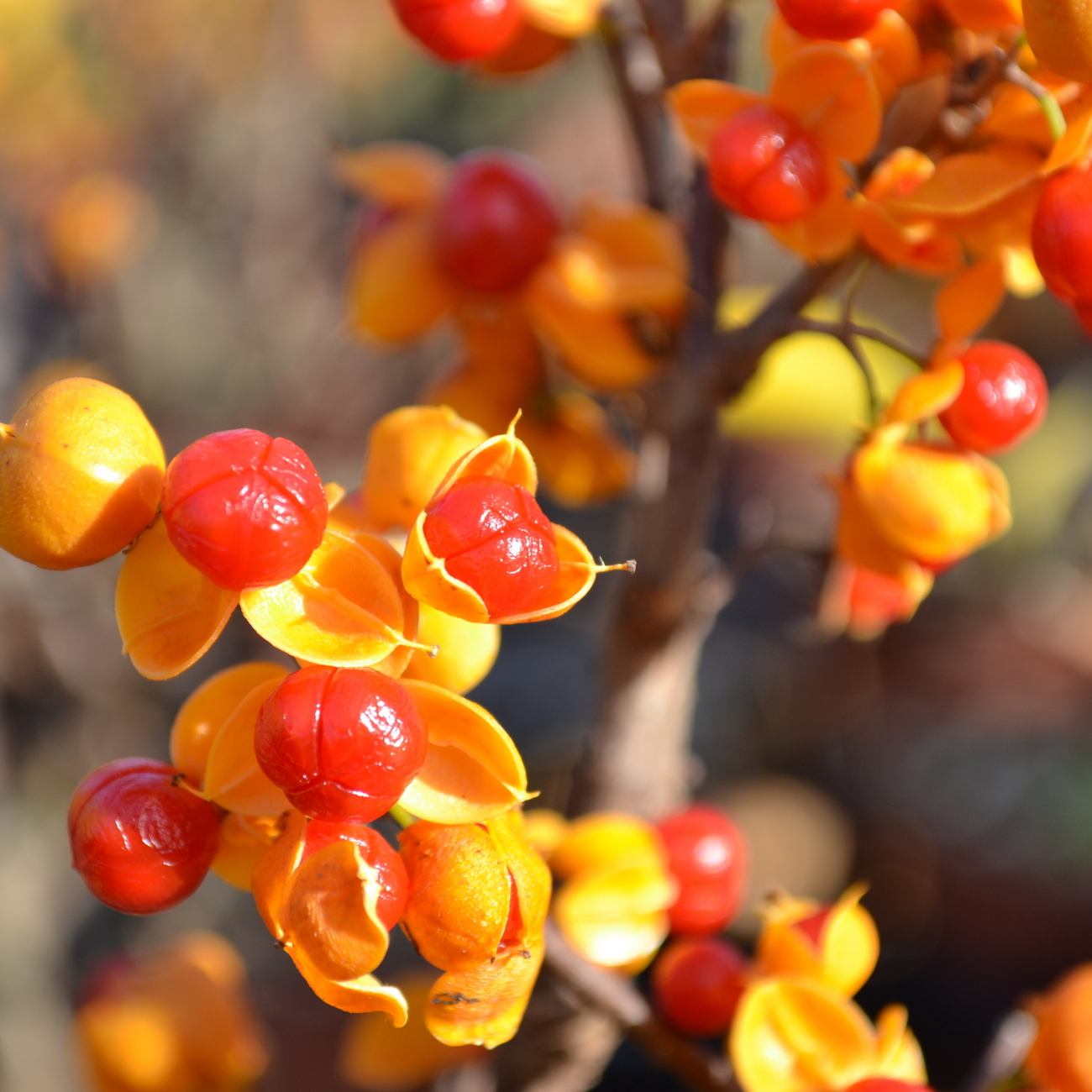 Frucht