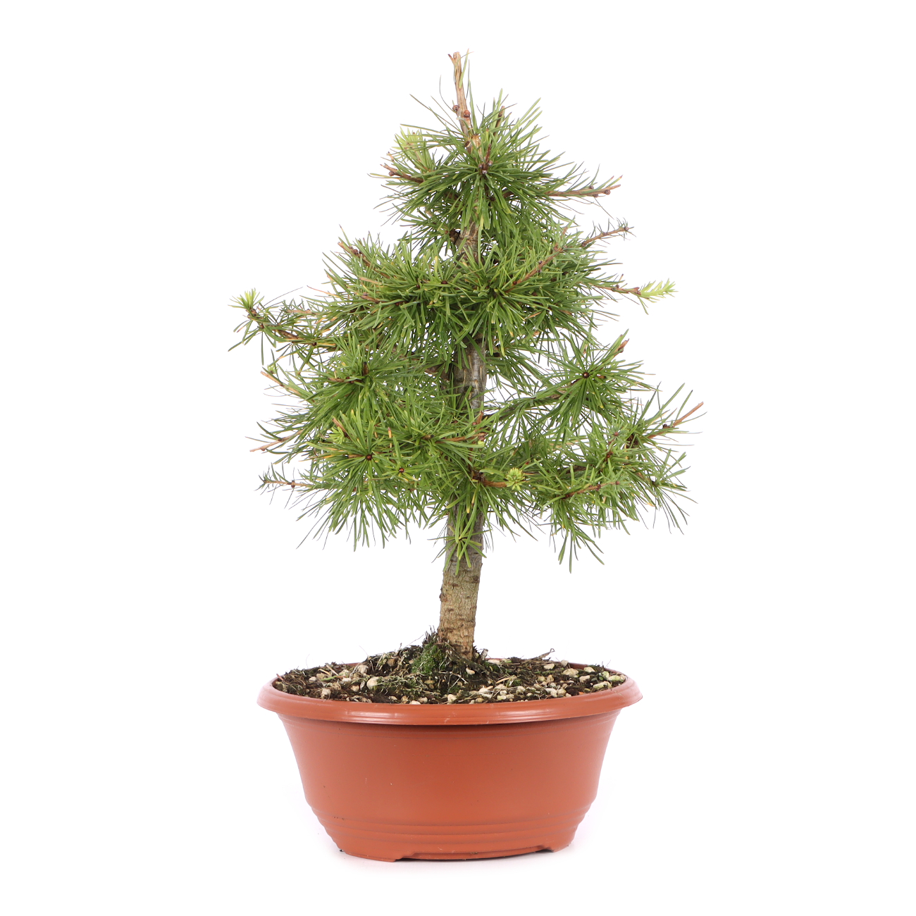 Larix decidua