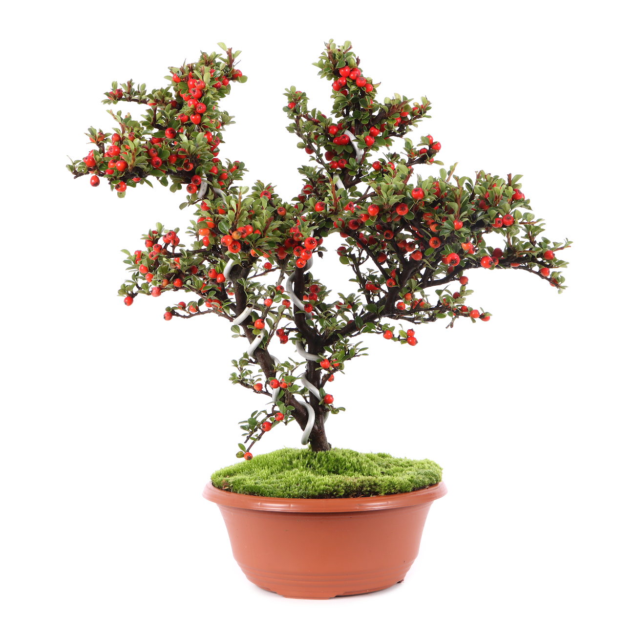 Cotoneaster praecox