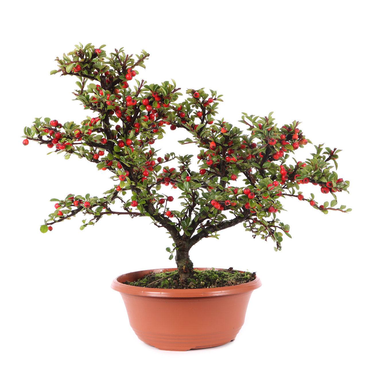Cotoneaster praecox
