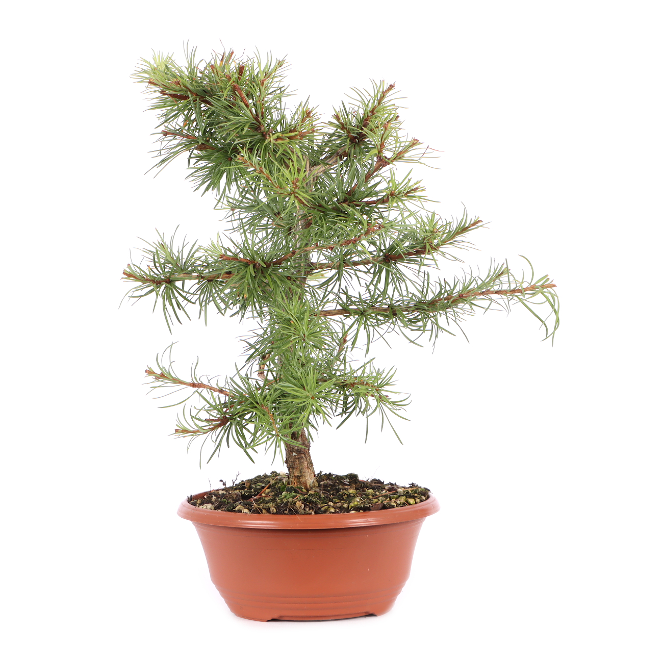 Larix kaempferi
