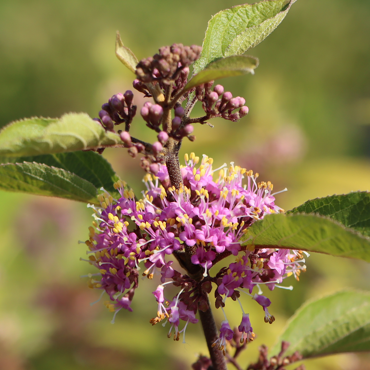 Blüte