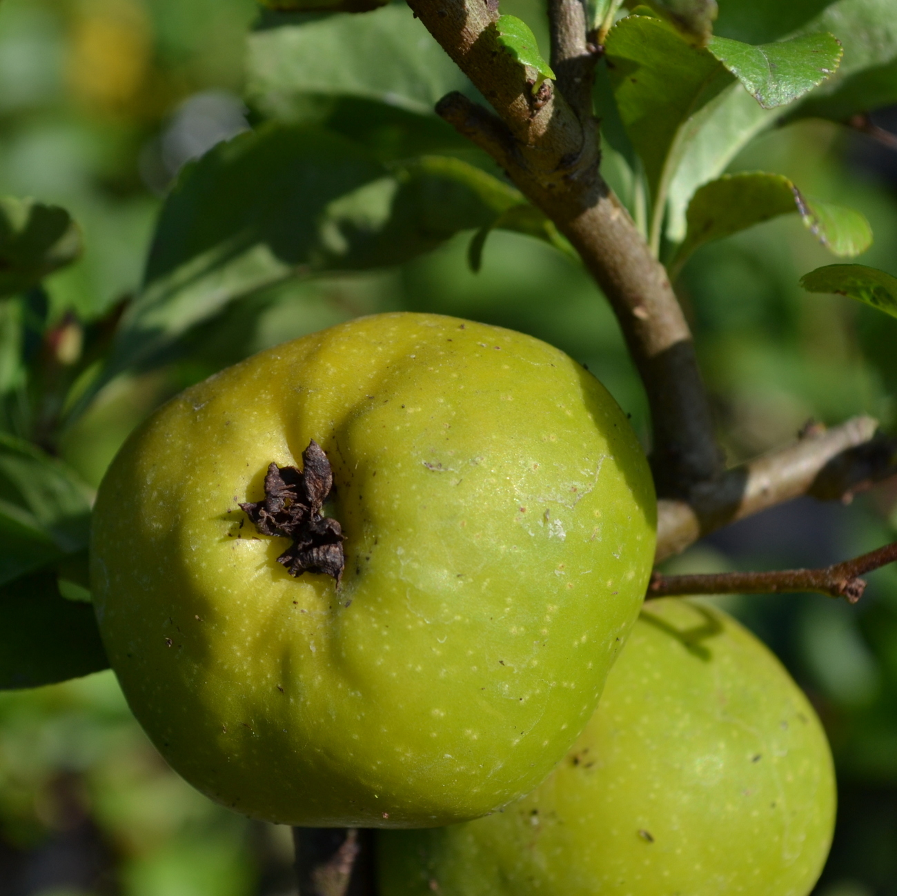 Frucht