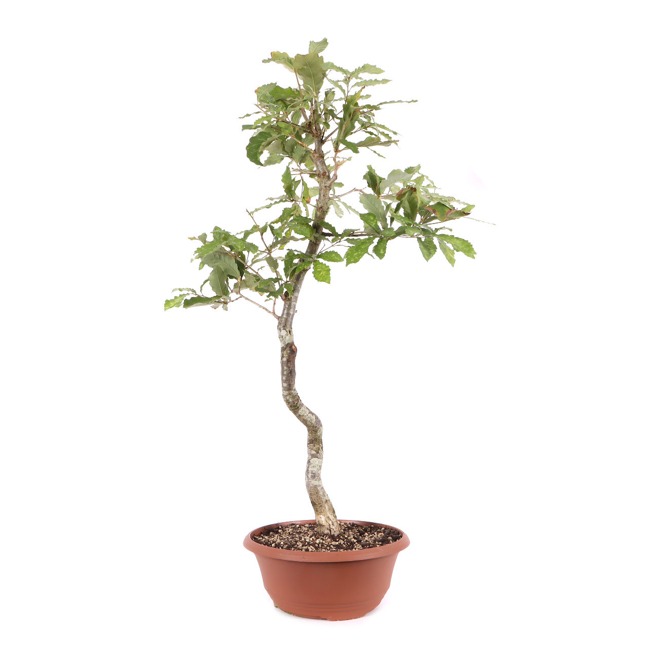 Quercus serrata