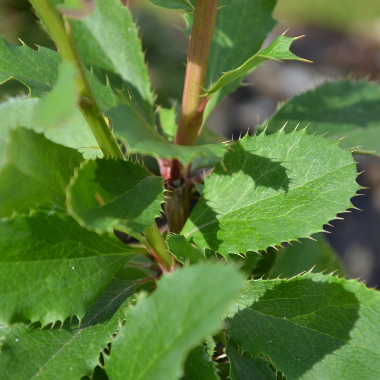 Sommerlaub