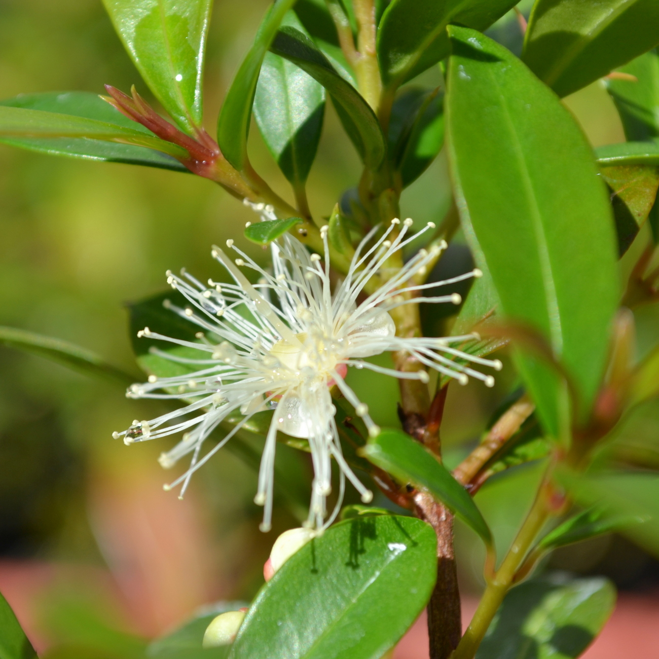 Blüte
