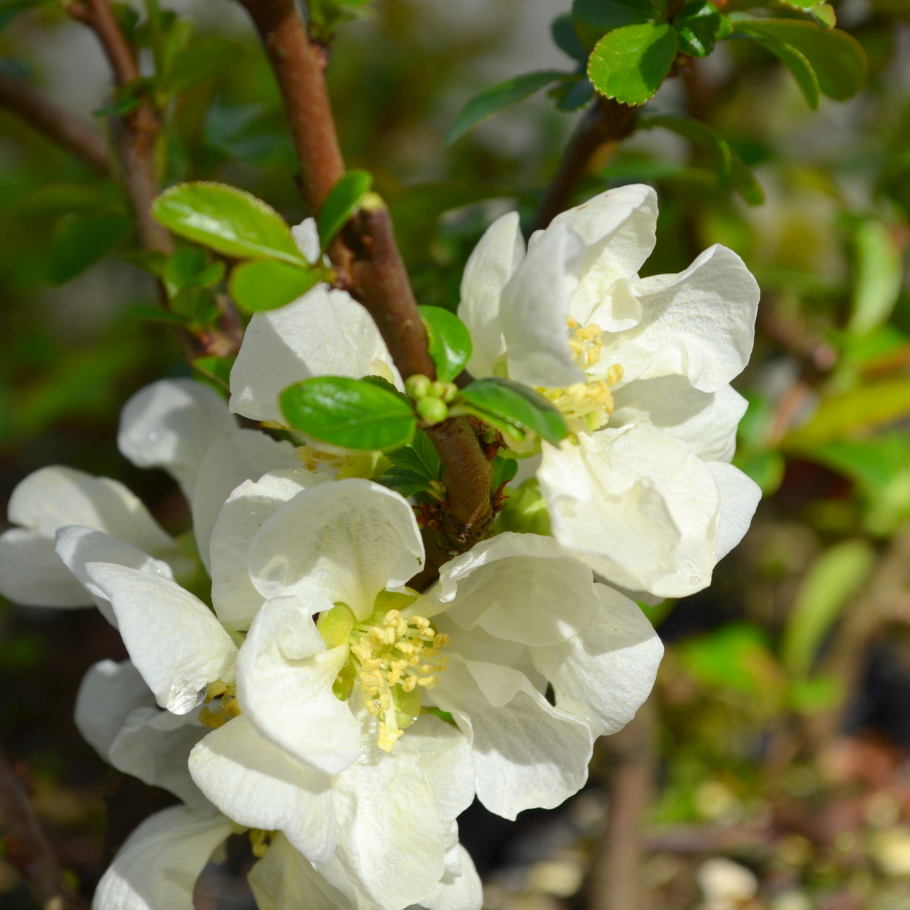 Blüte