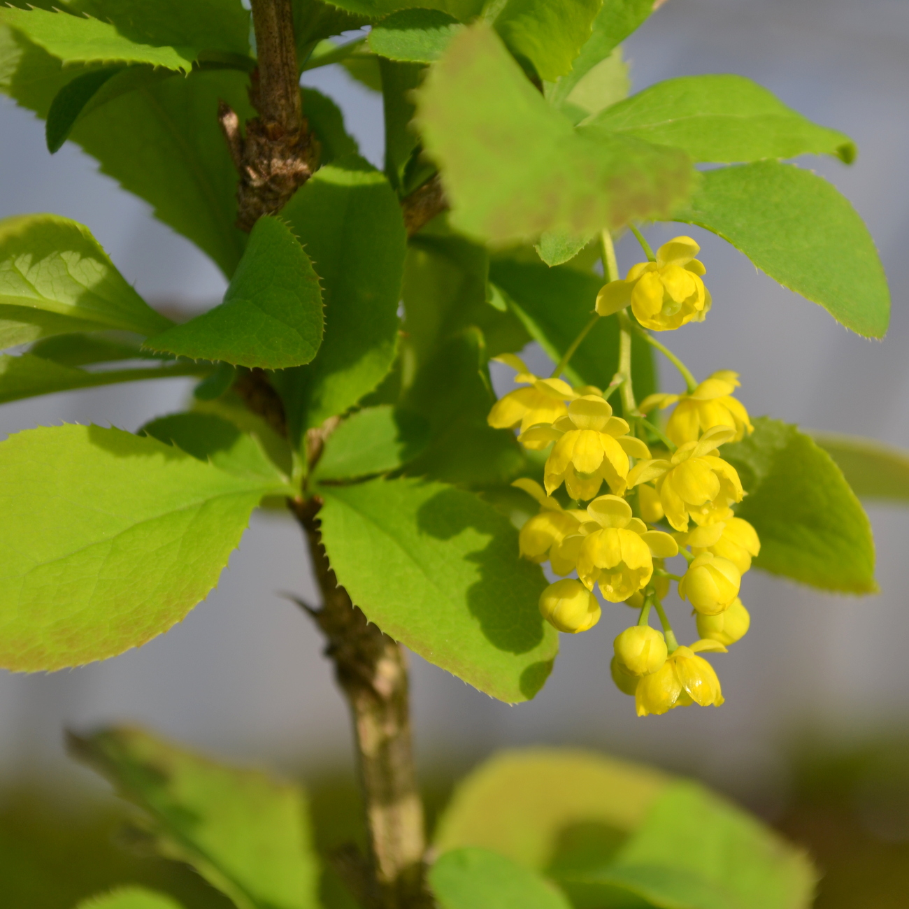 Blüte