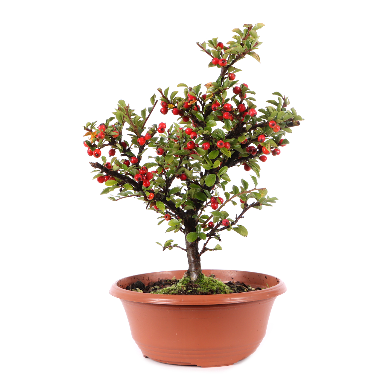Cotoneaster praecox