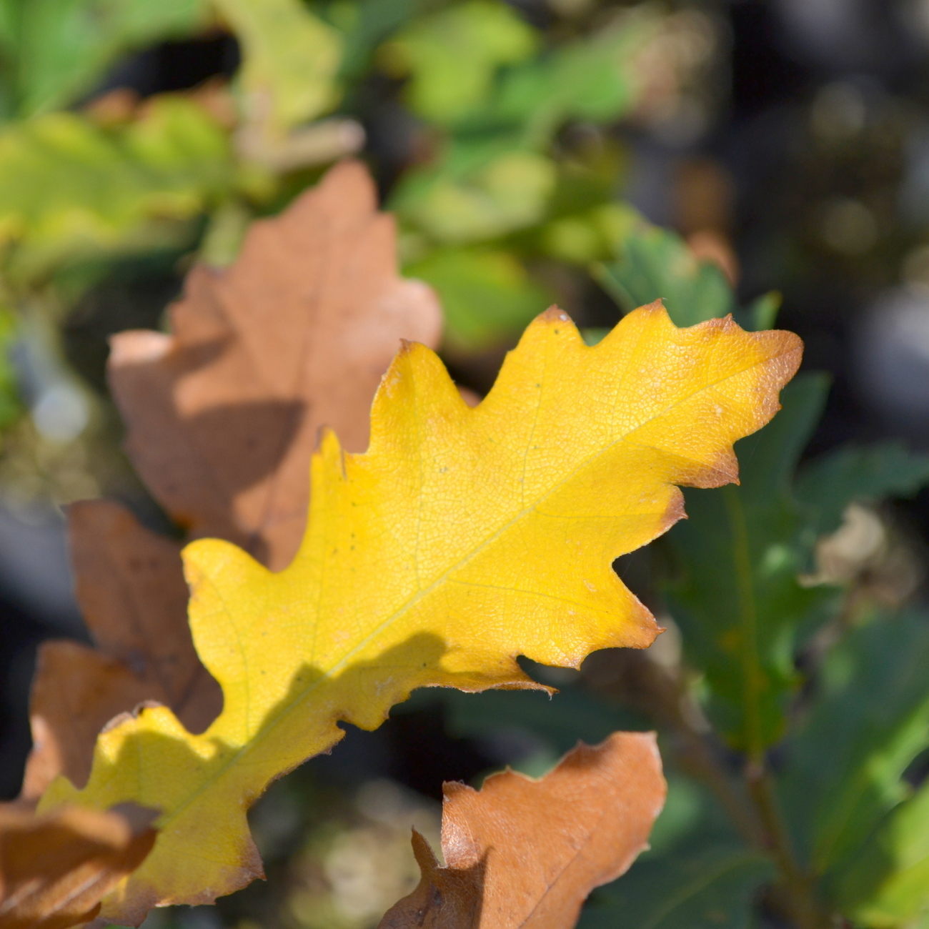 Herbstlaub