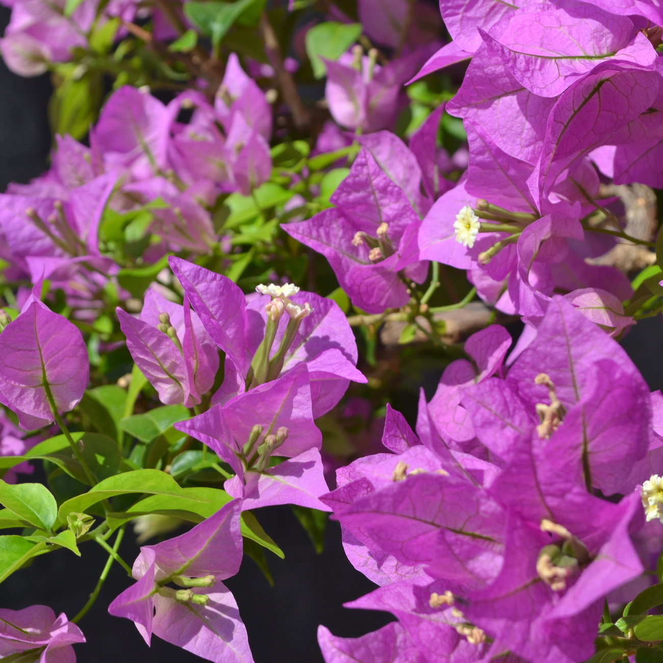 Blüte