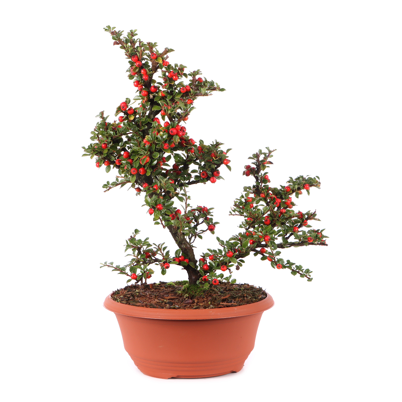 Cotoneaster praecox