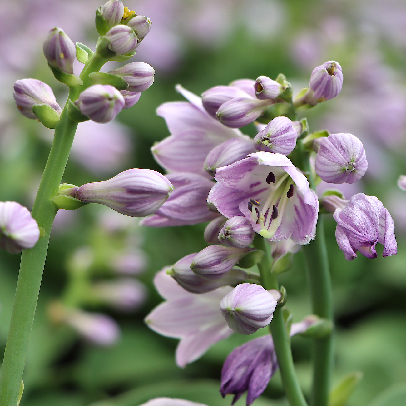 Blüte