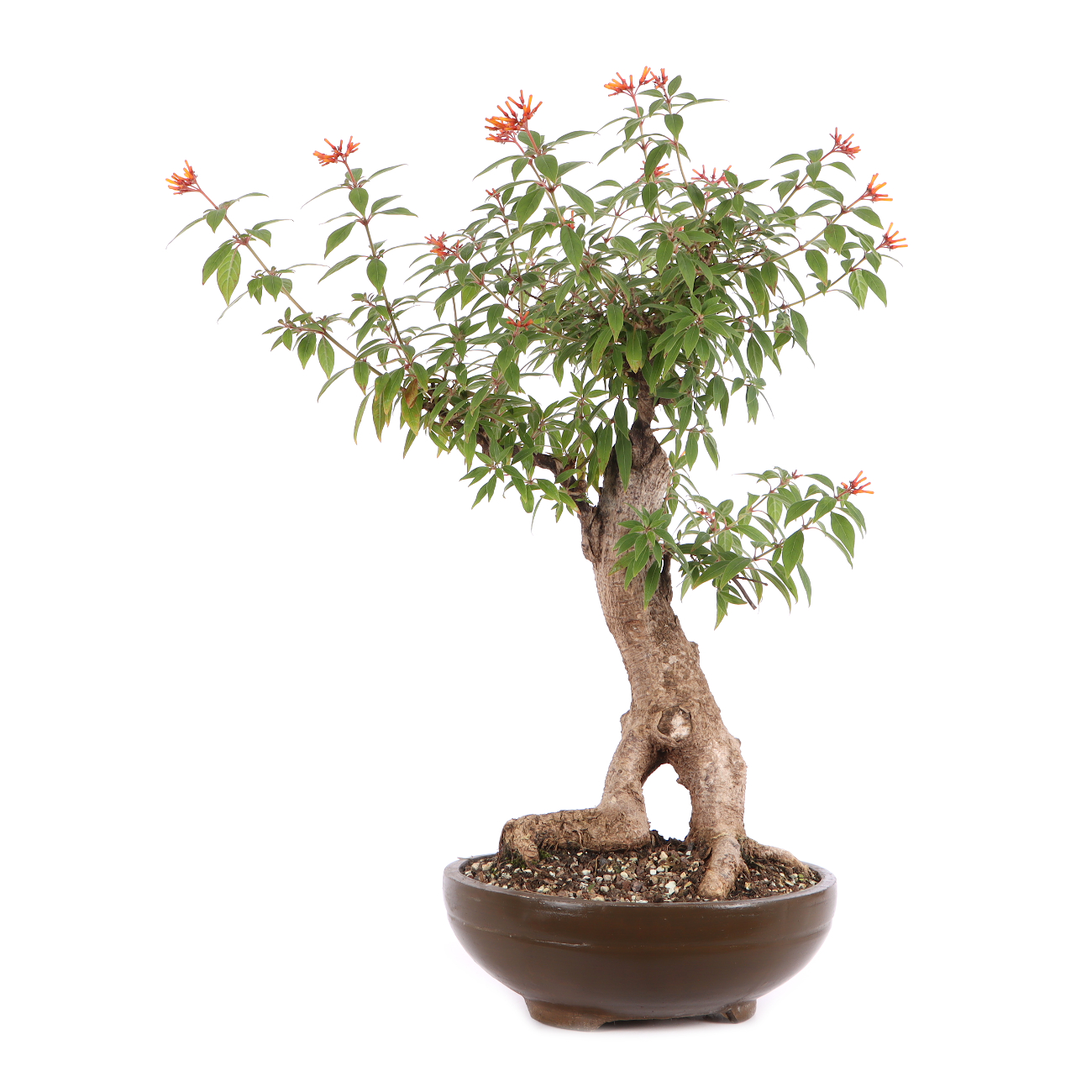 Hamelia patens