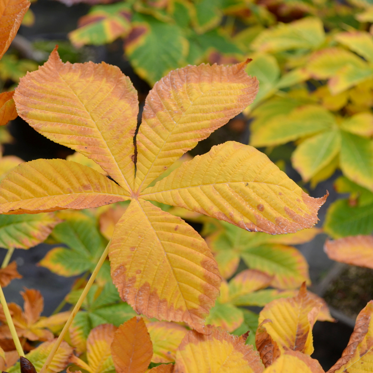 Herbstlaub