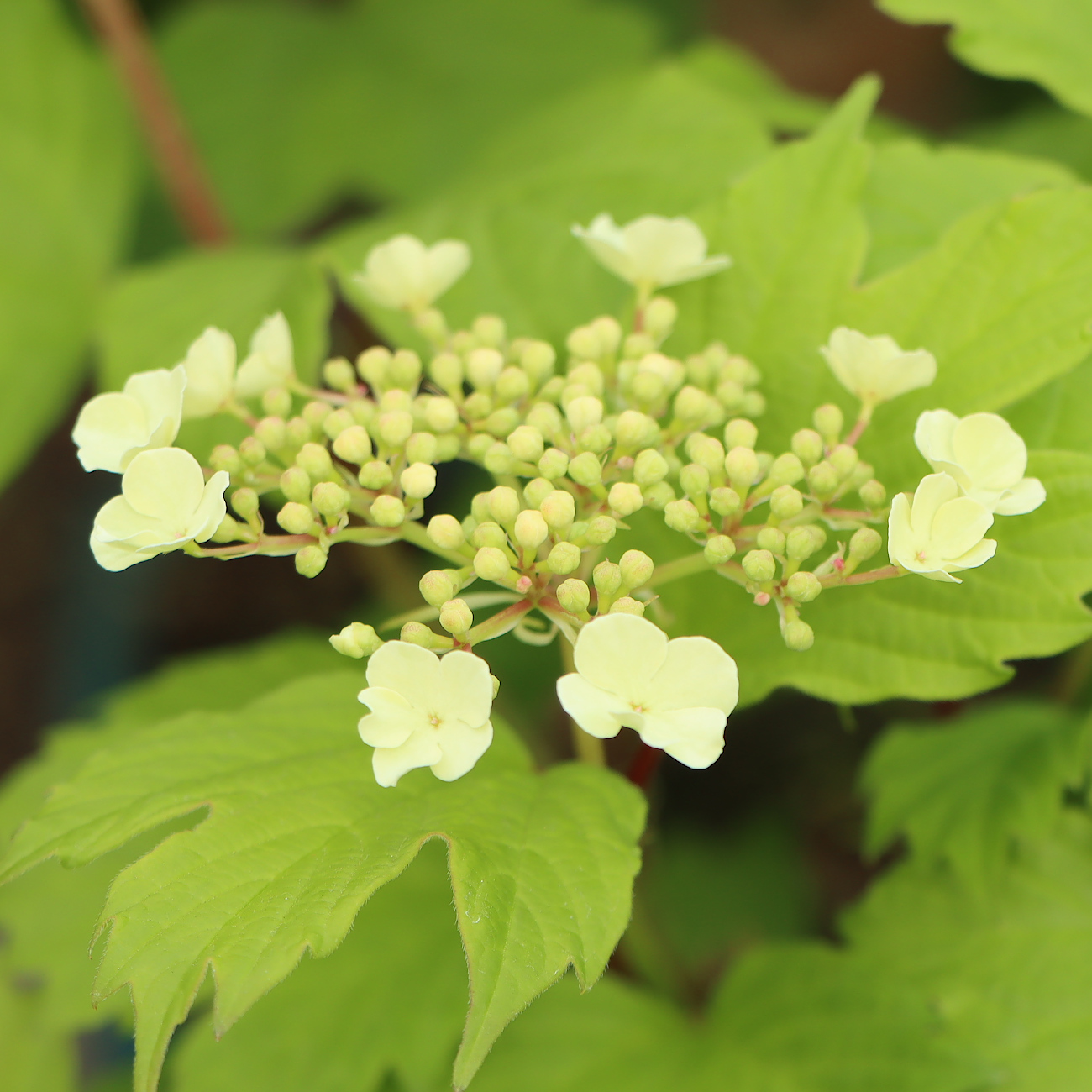 Blüte