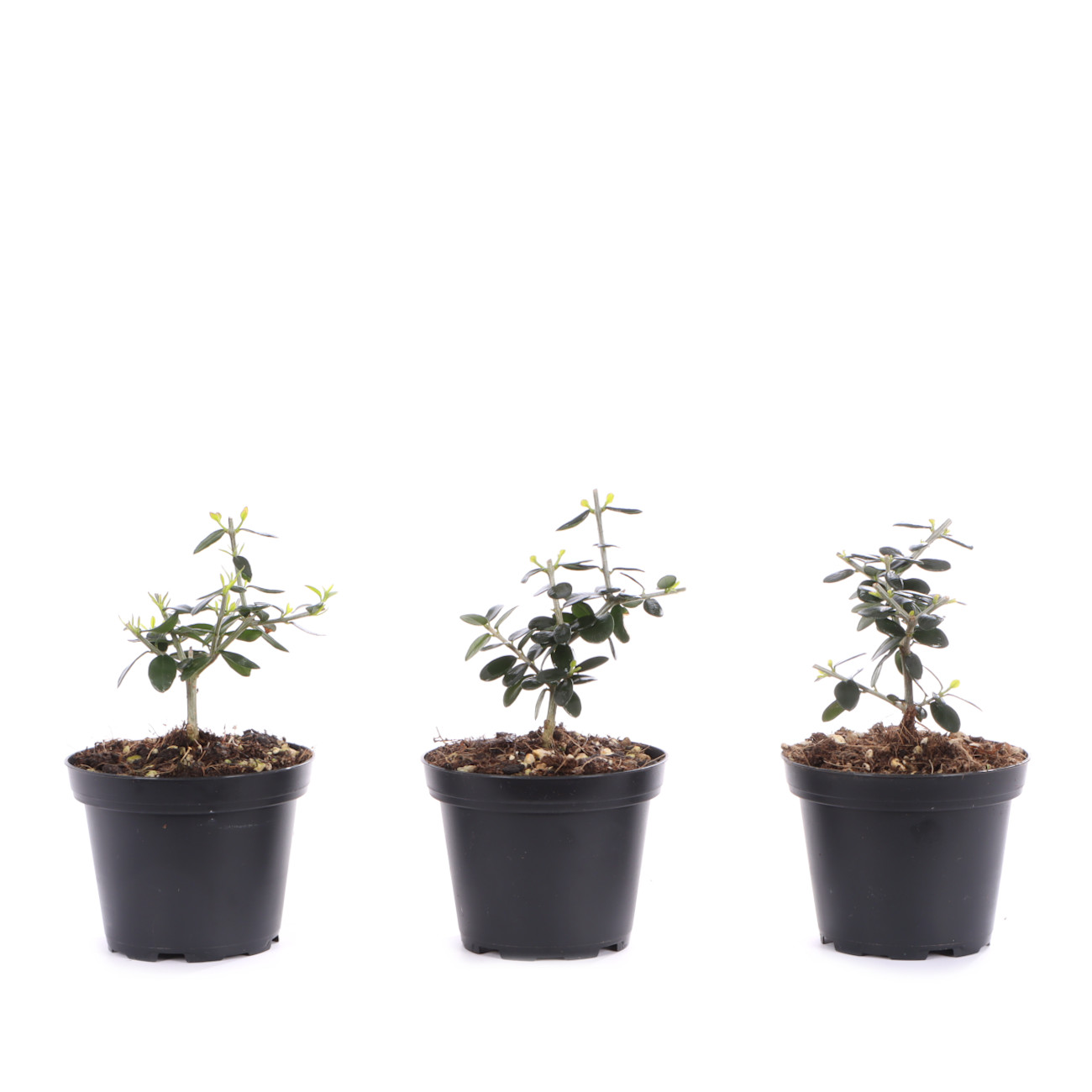 Olea europaea subsp. sylvestris