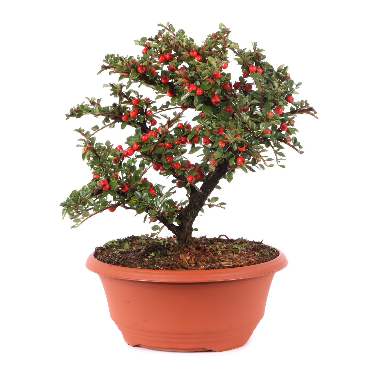 Cotoneaster praecox
